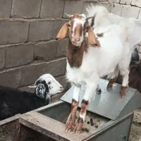 بز تروشت بز اپسه سه ماهش میشه