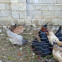 فروش تعدادی مرغ محلی