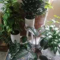 گل های زیبا