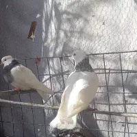 کبوتر|پرنده|بیستون, |دیوار