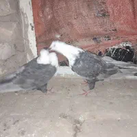 کفتر پرشی کربلی|پرنده|قوچان, |دیوار