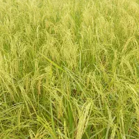 زمین کشاورزی شالیزار روستا علی بوزایه