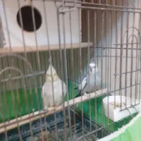 عروس هلندی|پرنده|ابریشم, |دیوار