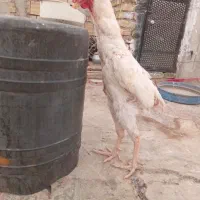 لاری ۲عدد|حیوانات مزرعه|میانه, |دیوار