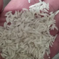 هاشمی  پدر بابایی اصیل ومعطر درجه یک