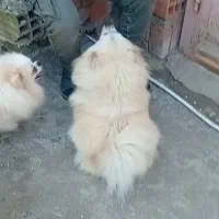 سگ ماده پاکوتاه پامر باسابقه زایمان