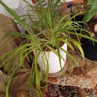 گل طبیعی و گلدان سفالی|گل و گیاه طبیعی|قم, عمار یاسر|دیوار