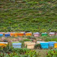 عسل|خوردنی و آشامیدنی|سبزوار, امیر کبیر|دیوار