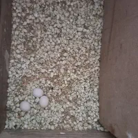 جفت مرغ عشق مولد|پرنده|کرمانشاه, |دیوار