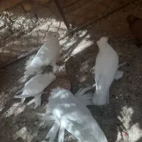 فروش کبوتر بخارایی سفید|پرنده|اردکان, |دیوار