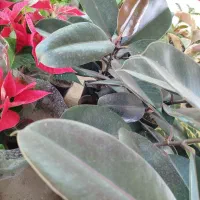 گلسرای نفتک|گل و گیاه طبیعی|مسجد سلیمان, |دیوار