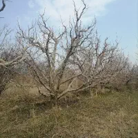 هرس کاری باغات