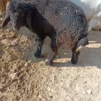 اجاره-دامداری