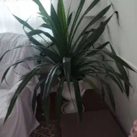 گل پاندانوس
