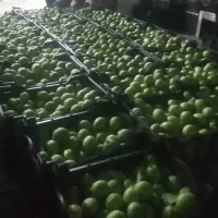 خریدوفروش انواع لیمو ها و پرتقال وپر ۱۴۵هزارتومان|خدمات باغبانی و درختکاری|دزفول, |دیوار