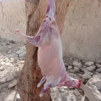 قصاب