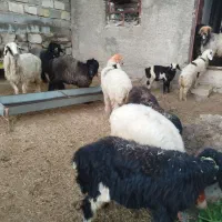 میش وبره هم کشتی هم داشت