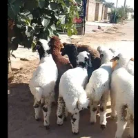 بره شیری نرر گوشتی کیلویی ۱۱۵۰هزار تومان