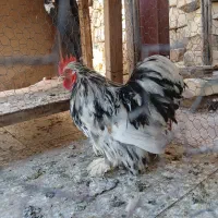 انگشتر کوشین