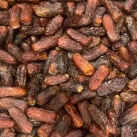 فروش خرما عمده