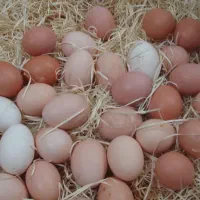 تخم مرغ محلی بروز وتازه
