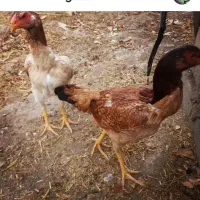 یک خروس اوشامو مرغ اوشامو