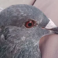 کبوتر مسافتی|پرنده|تاتار علیا, |دیوار