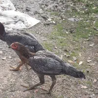 مرغ لاری طوسی|حیوانات مزرعه|رشت, عینک|دیوار