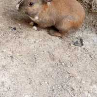 خرگوش|موش و خرگوش|بیرجند, |دیوار