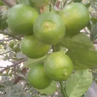 فروش انواع نهال تک و عمده|خدمات باغبانی و درختکاری|بندرعباس, |دیوار