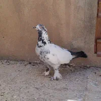 دو عدد کفتر پرشی|پرنده|قرچک, پویینک|دیوار