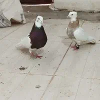 نروماده طوقی عتیقه کلایی معامله با جفتی