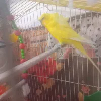 یک عدد مرغ عشق دوگل پروانه ای نر فول|پرنده|دورود, |دیوار