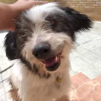 سگ پاپی گم شده