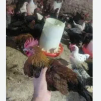 جوجه خروس محلی