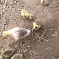 جوجه غاز و جوجه اردک مرواریدی