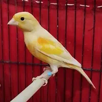 قناری|پرنده|کوهدشت, |دیوار