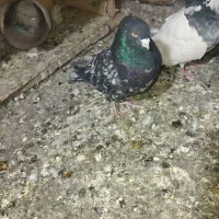 کبوتر شقشقی و کرز