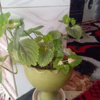 گل حسن یوسف