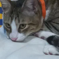 گربه پسر، مهربون و بازیگوش|گربه|رشت, منظریه|دیوار