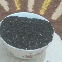 فروش بذر پیاز،مینروا