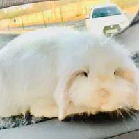 خرگوش لوپ ماده