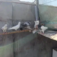 کفتر