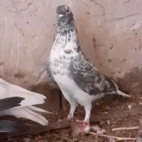 کبوتر سوسکی ماده