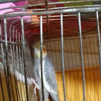 عروس هلندی نر