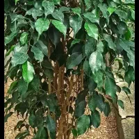 گل سایر کلکسیون|کلکسیون و سرگرمی|بروجرد, |دیوار