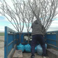 نهالستان.نهال.درخت .گل وگیاه چمنکاری
