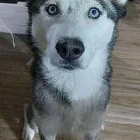 واگذاری رایگان(تماس نگیرید)هاسکی ماده