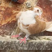 کفترساده|پرنده|پاکدشت, حصار امیر|دیوار