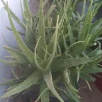 آلوورا شاداب|گل و گیاه طبیعی|محمدشهر, شهرک پیام (مهرالبرز)|دیوار